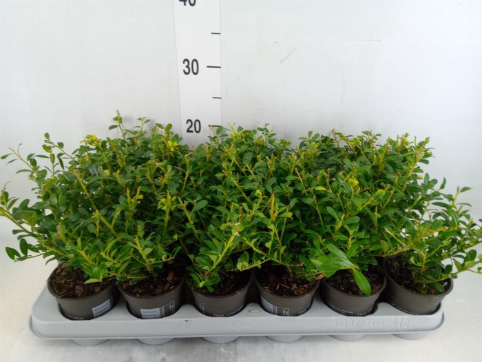 <h4>Ilex crenata</h4>