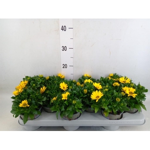 Osteospermum  'Margarita Yellow'