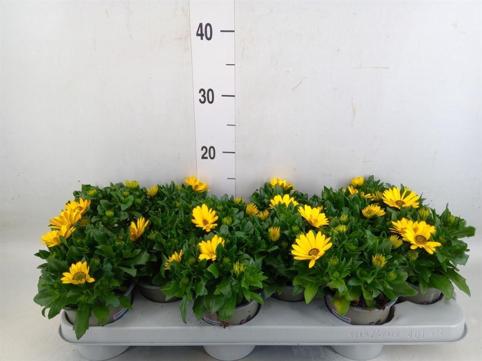 <h4>Osteospermum  'Margarita Yellow'</h4>