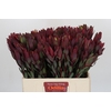 Leucadendron Senorita