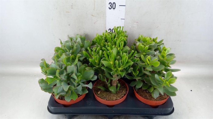 <h4>Crassula   ...mix</h4>