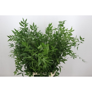 Ruscus Italia Long x5