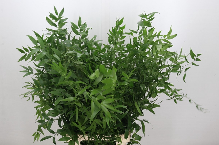 Ruscus Italia Long x5