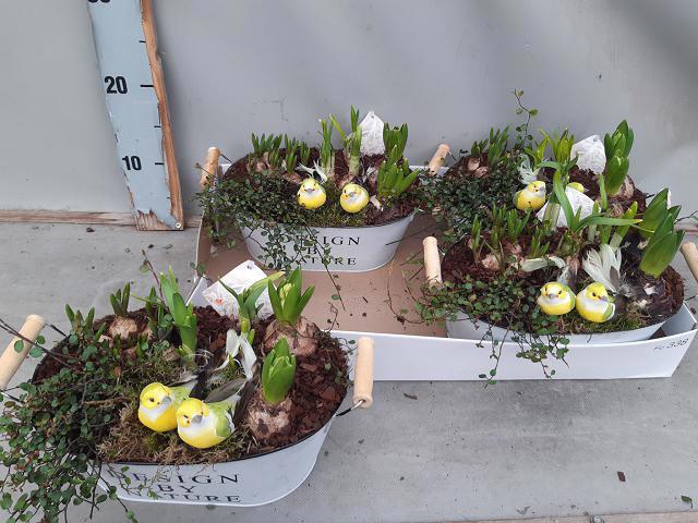 <h4>ARR BOL KNOLGEWAS</h4>