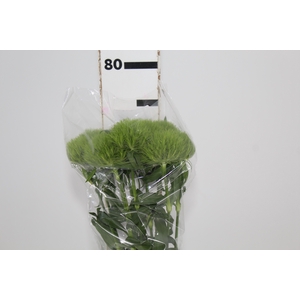 DIANTHUS GREEN BALL 070 CM