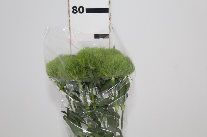 <h4>DIANTHUS GREEN BALL 070 CM</h4>