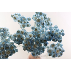 Dried Immortelle Light Blue 10pcs Bunch Slv