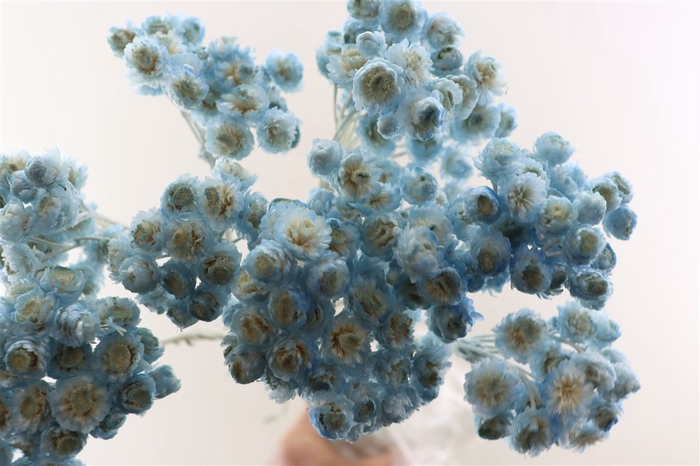 <h4>Dried Immortelle Light Blue 10pcs Bunch Slv</h4>