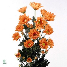 LIM S WH STARL WINGS