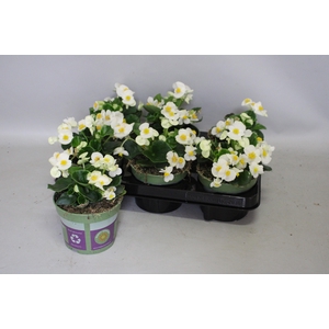 Begonia semp. Wit