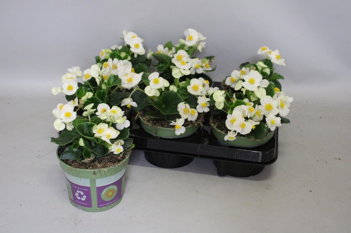 <h4>Begonia semp. Wit</h4>