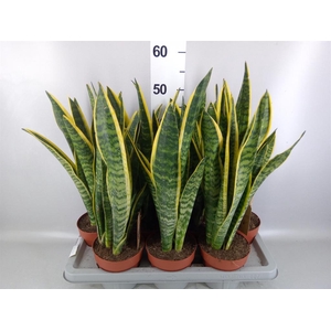 Sansevieria trifa. 'Laurentii'