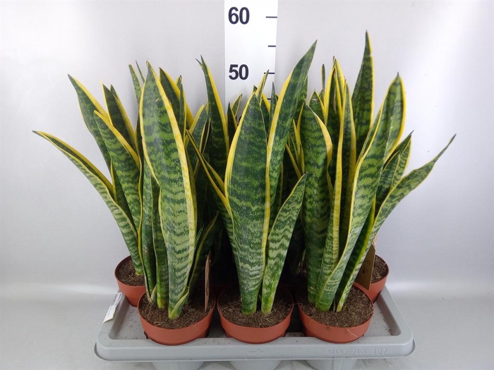 <h4>Sansevieria trifa. 'Laurentii'</h4>
