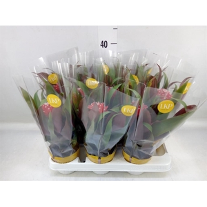 Guzmania  'Priscilla'