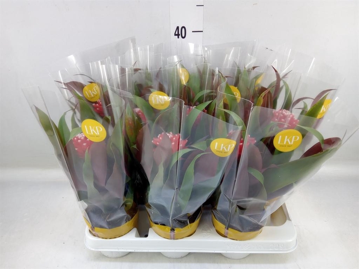 <h4>Guzmania  'Priscilla'</h4>