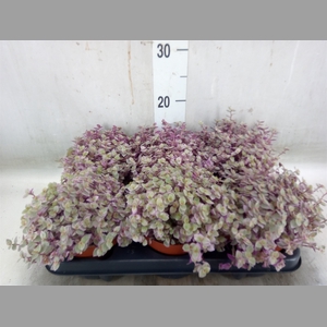 Callisia repens 'Rosato'