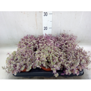 Callisia repens 'Rosato'