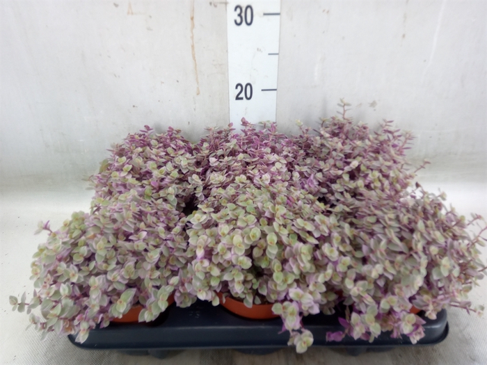 <h4>Callisia repens 'Rosato'</h4>