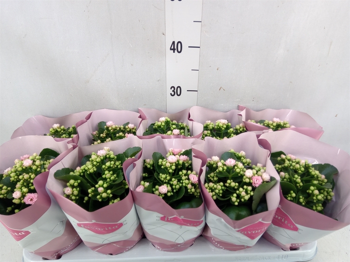 Kalanchoe blos. 'Perfecta Pink'