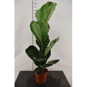 Ficus 21 Cm. P. Lyrata 110 Cm. Hoog 21 Cm. Pot