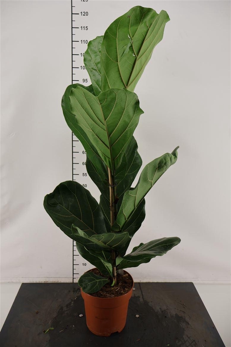 <h4>Ficus 21 Cm. P. Lyrata 110 Cm. Hoog 21 Cm. Pot</h4>