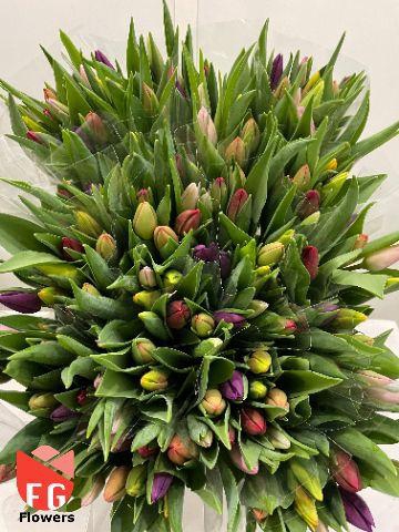 <h4>Tu En Gem Plastic</h4>