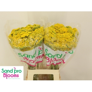 ACHIL F PARK VARIETY