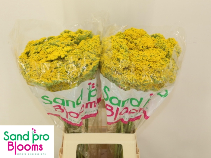 <h4>ACHIL F PARK VARIETY</h4>