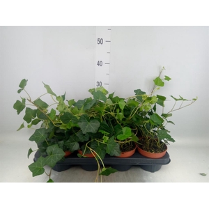 Hedera hibernica
