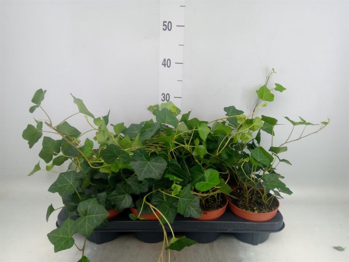 <h4>Hedera hibernica</h4>