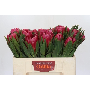 Protea Brenda