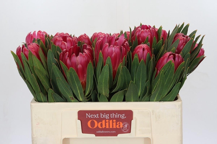 <h4>Protea Brenda</h4>