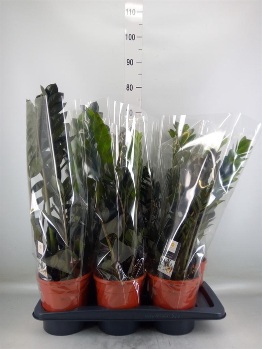 <h4>Zamioculcas zamiifolia 'Dowon'</h4>