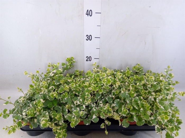 <h4>Nepeta   ...</h4>