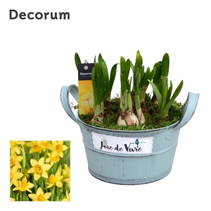 Narcis Joie de Vivre HL15563N
