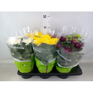 Chrysanthemum  'Anastasia' .mix