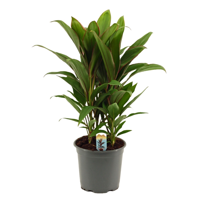 <h4>Cordyline Salsa toef 19 cm</h4>