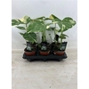 Monstera Del Thai Co