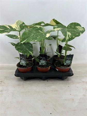 Monstera Del Thai Co