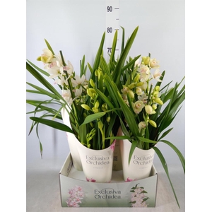 Cymbidium   ...