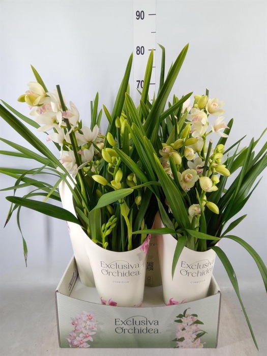 <h4>Cymbidium   ...</h4>