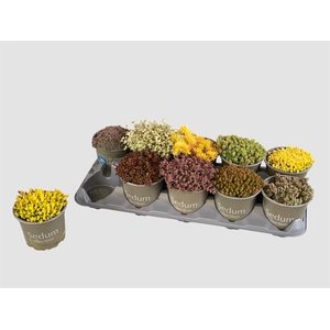 SEDUM GEM