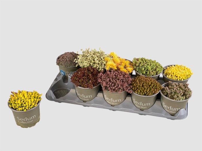 <h4>SEDUM GEM</h4>