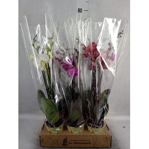 Phalaenopsis   ...mix  4