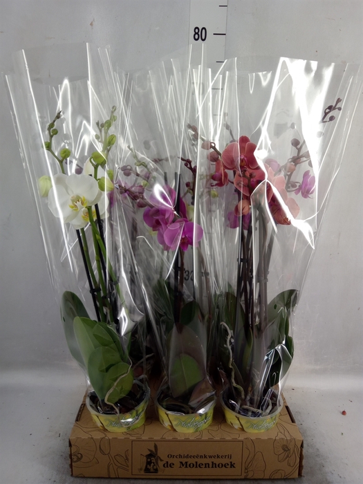 <h4>Phalaenopsis   ...mix  4</h4>