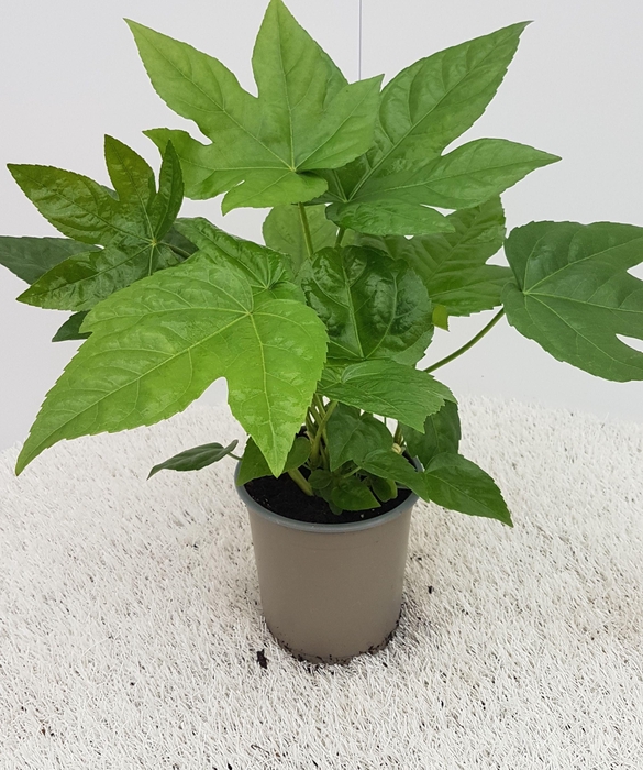 <h4>Fatsia Japonica</h4>