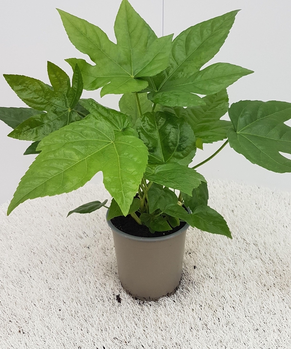 <h4>Fatsia Japonica</h4>