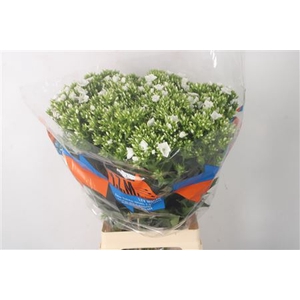 Phlox Whitecap