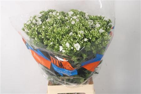 <h4>Phlox Whitecap</h4>