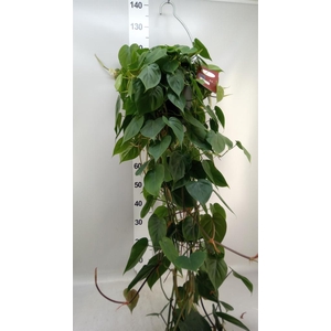 Epipremnum   ...